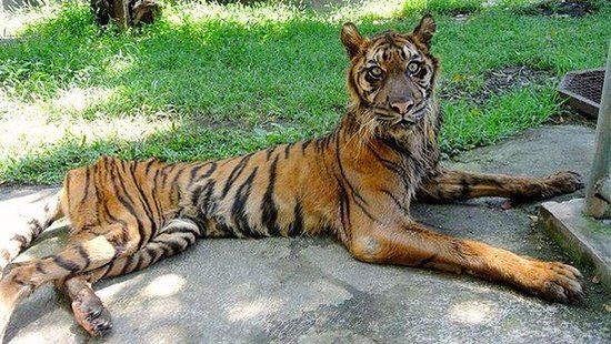 Kebun Binatang Surabaya